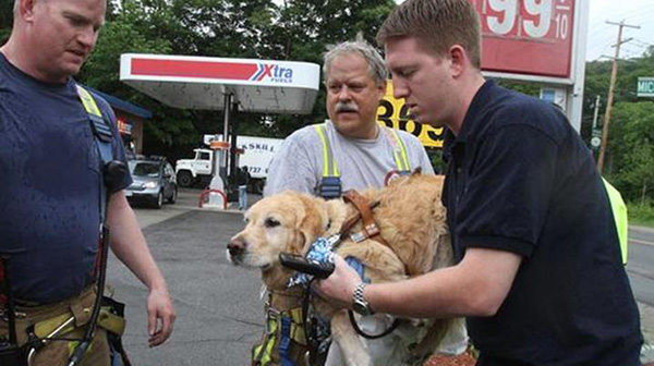 hero dog jumps in front of bus to save blind owner