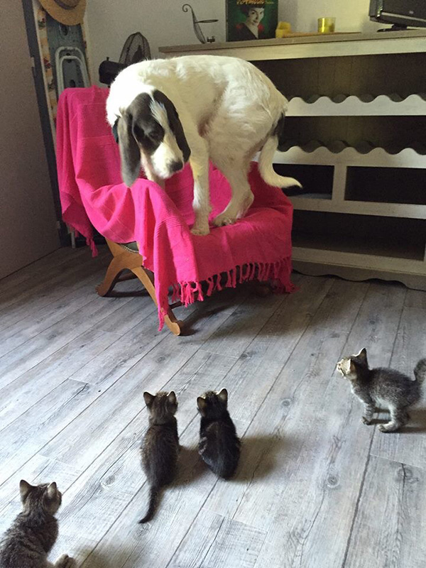dog scared of kittens