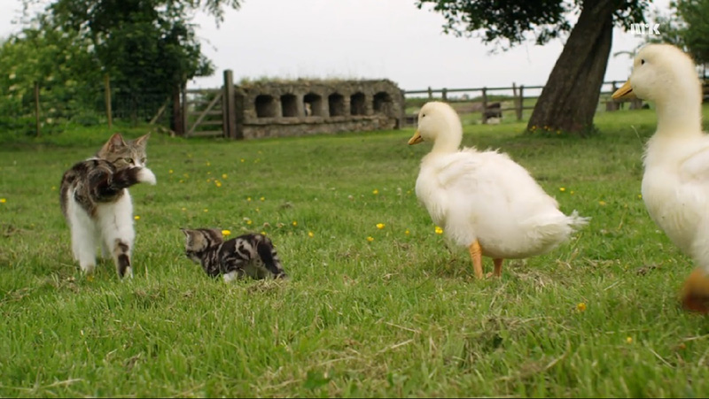 mama cat adopts ducklings