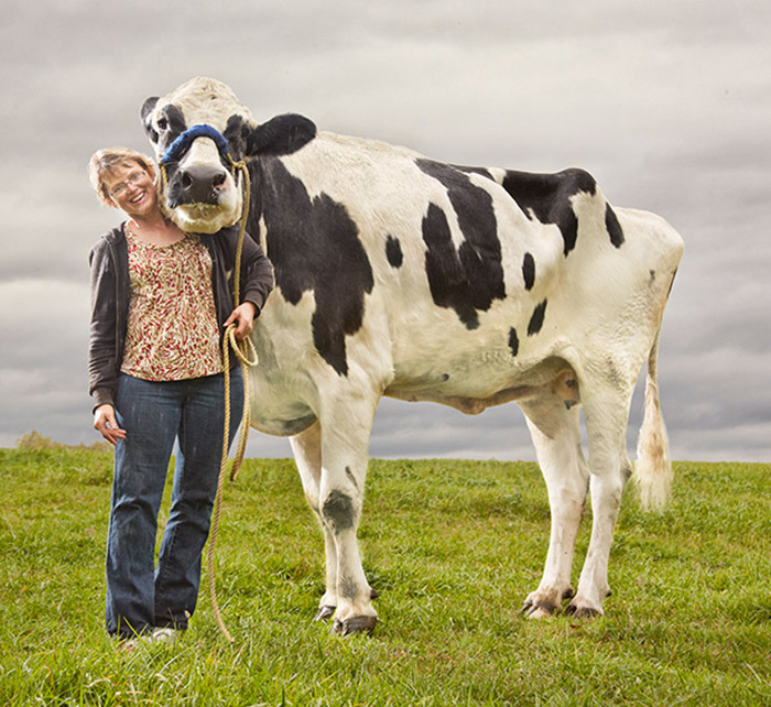 A Beautiful Tribute To The World's Tallest Cow - Blosom.