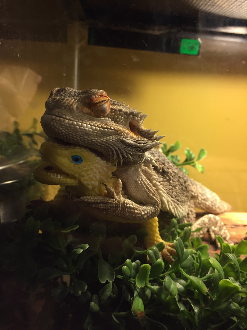 bearded dragon toy lizard