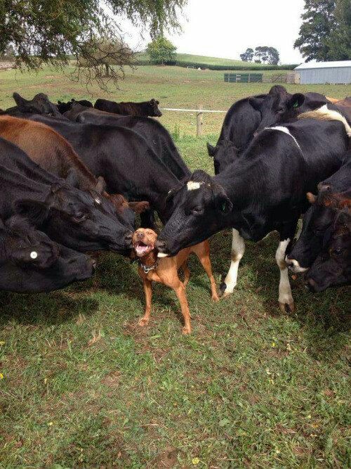 happy dog getting loved on by cows
