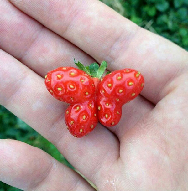 strawberry looks like butterfly