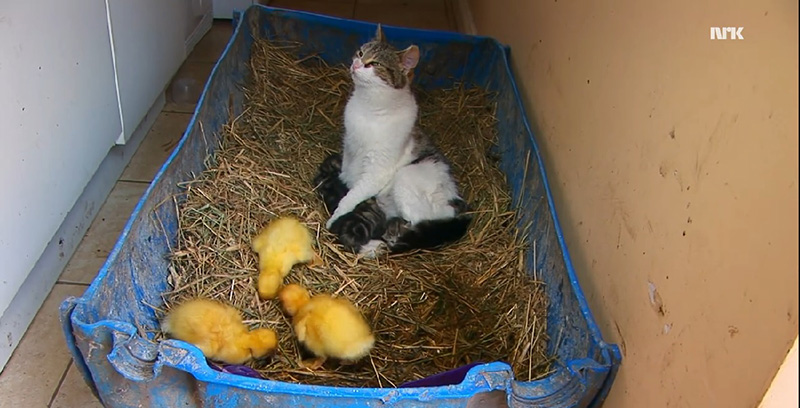 mama cat adopts ducklings