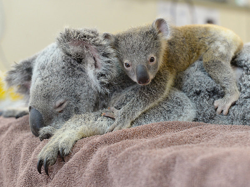 baby koala hugs mom during surgery