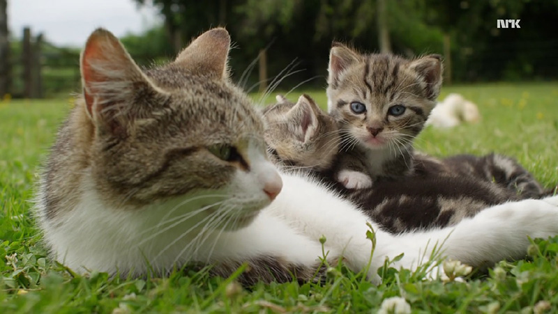 mama cat adopts ducklings