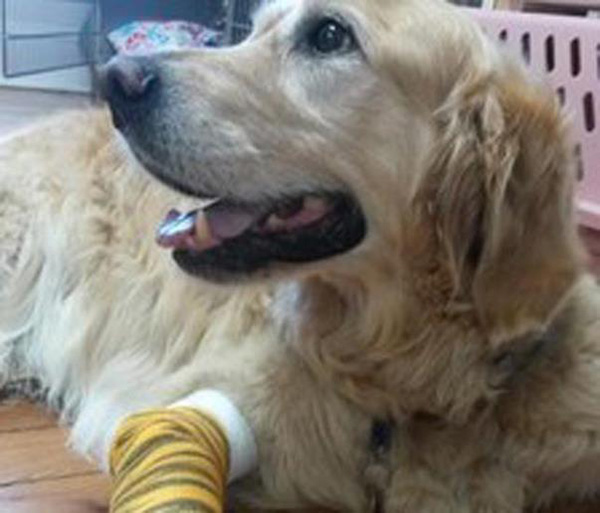 hero dog jumps in front of bus to save blind owner