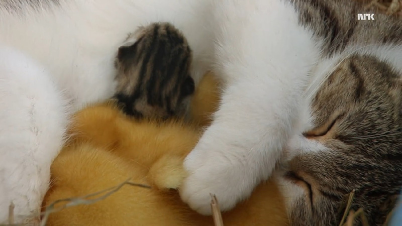 mama cat adopts ducklings