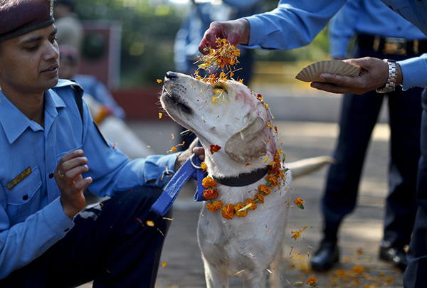 festival for dogs