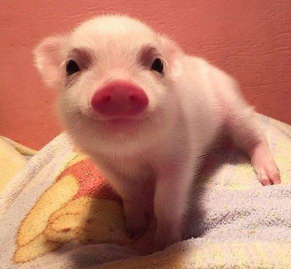 smiling piglet