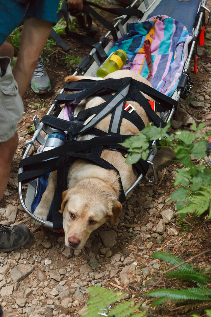 dog injured hiking gets helicopter ride