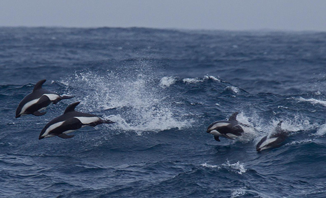 hourglass dolphin