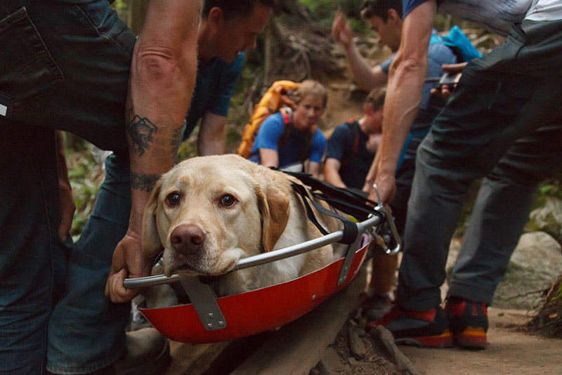 dog injured hiking gets helicopter ride