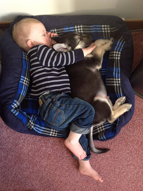 toddler sleeping with puppy