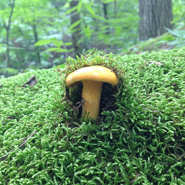 mushroom pushing through moss