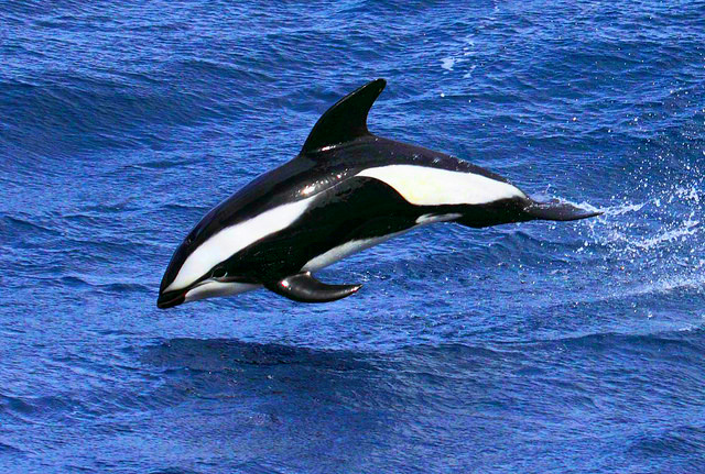 hourglass dolphin