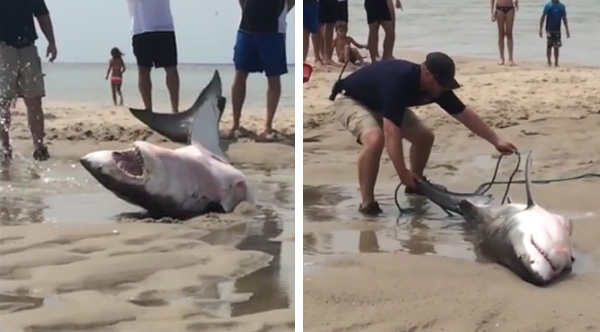 Watch Amazing Footage Of A Beached Great White Shark Getting Rescued By