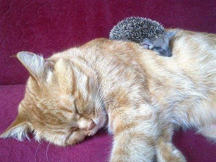 This Loving Mama Cat Adopts A Litter Of Baby Hedgehogs That Lost Their Mom