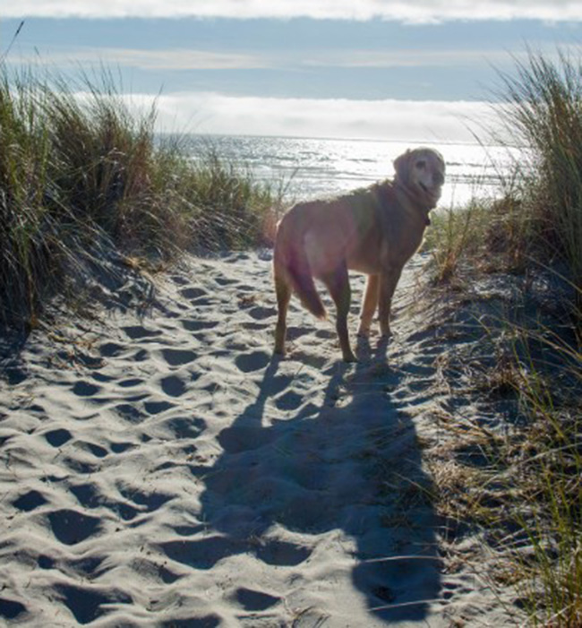 dog sees beach first time