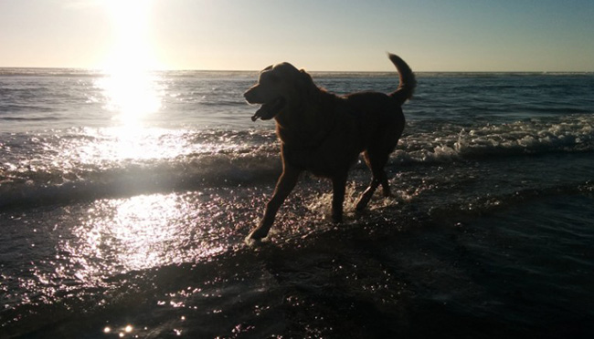 dog sees ocean first time