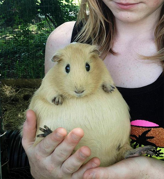 A Pregnant Guinea Pig