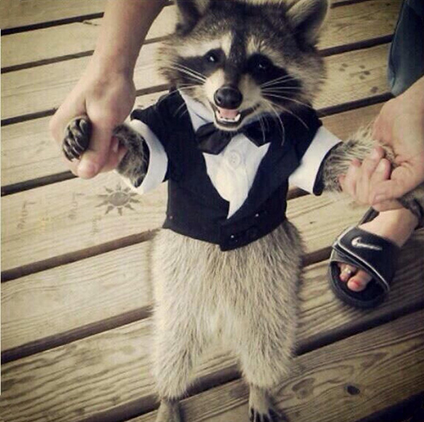 raccoon in a tuxedo