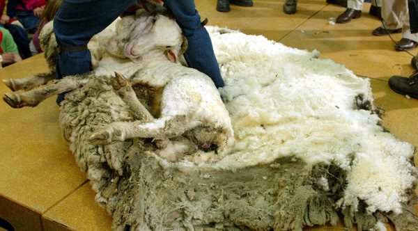 sheep wool