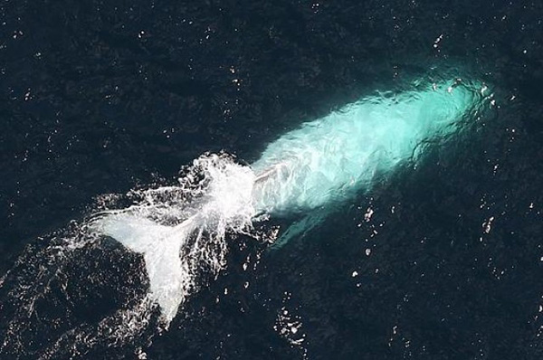 albino whale