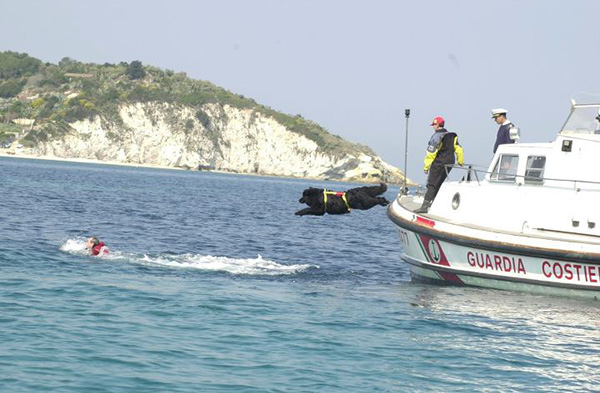 newfoundland coast guard dog Italy