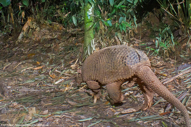 amazon camera catches rare animals