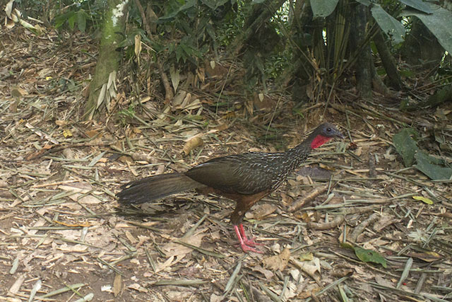 amazon camera catches rare animals