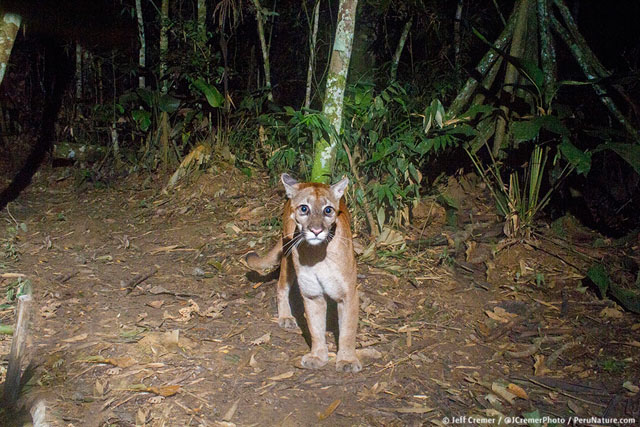 amazon camera catches rare animals