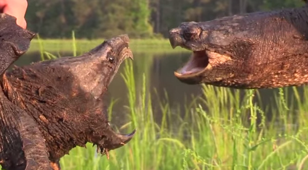 The Difference Between The Alligator Snapping Turtle And The Common