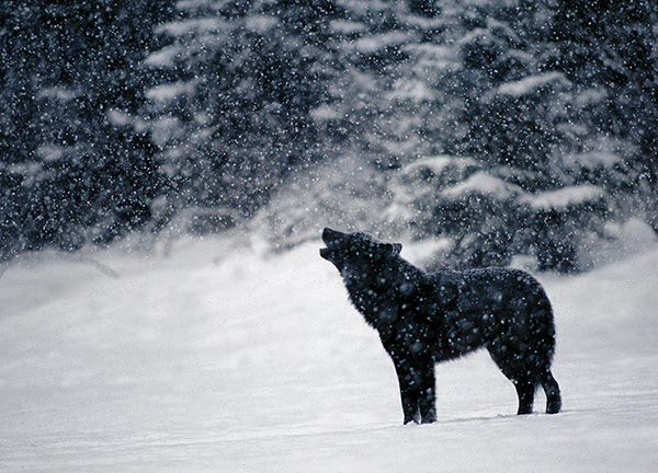 wolf named Romeo Alaska plays with dogs