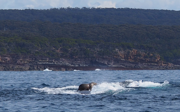 seal surfing whale