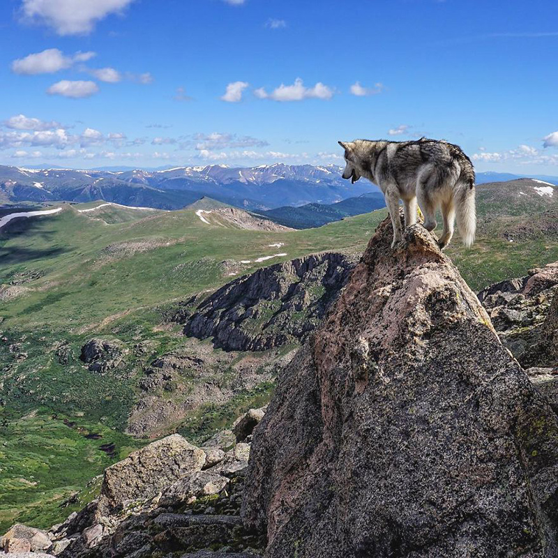 man takes dog on epic adventures