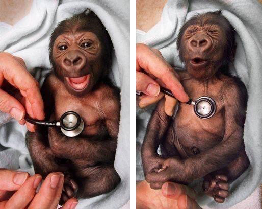 baby gorilla reacts to cold stethoscope 