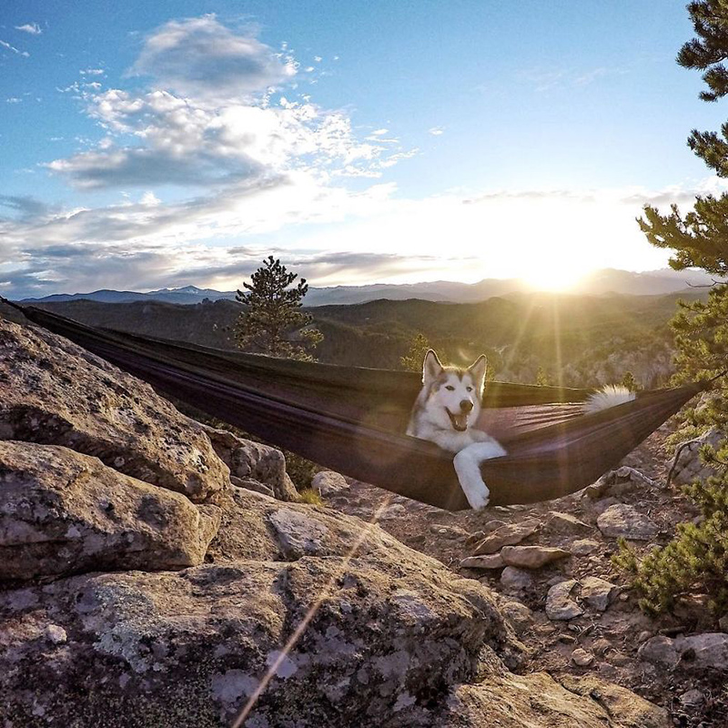 man takes dog on epic adventures