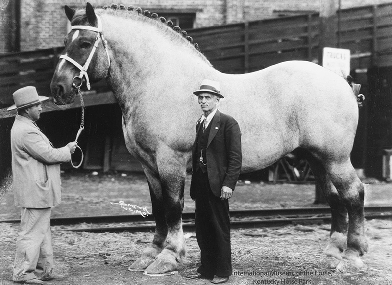 worlds largest horse