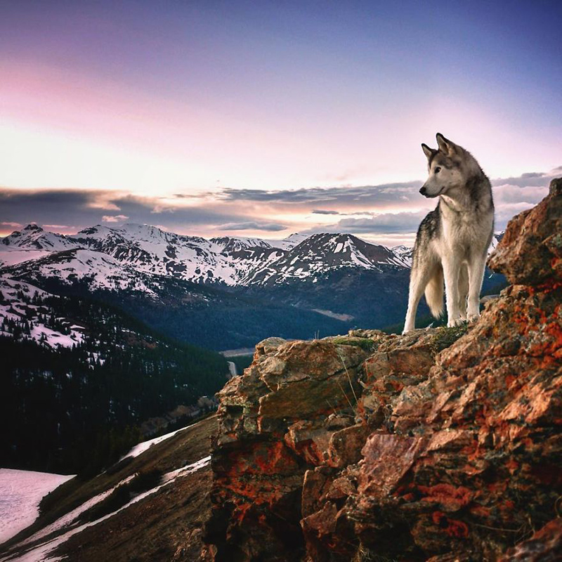 man takes dog on epic adventures