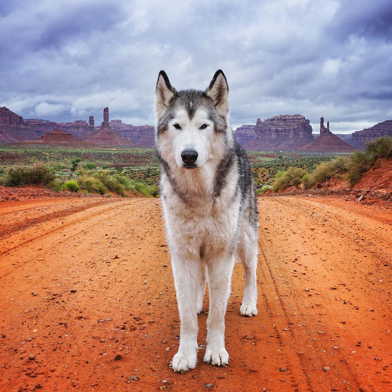 man takes dog on epic adventures