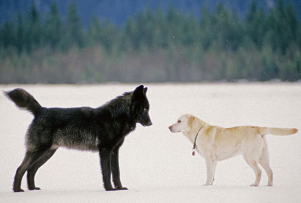 wolf named Romeo Alaska plays with dogs