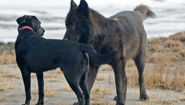 wolf named Romeo Alaska plays with dogs