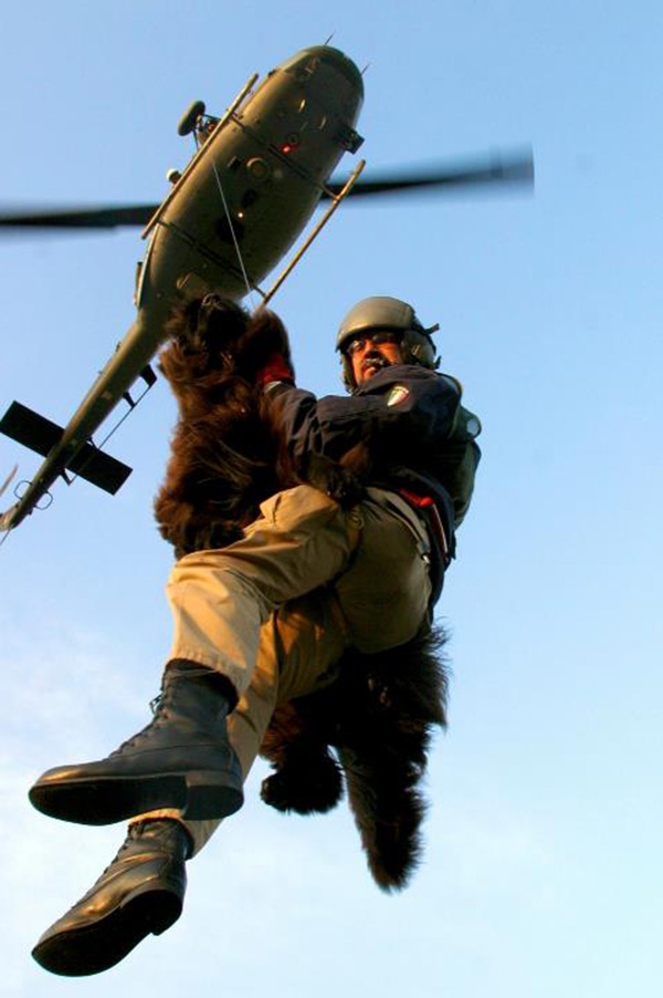 newfoundland dog helicopter