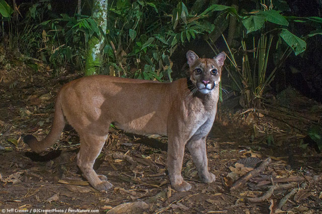 puma amazon rainforest