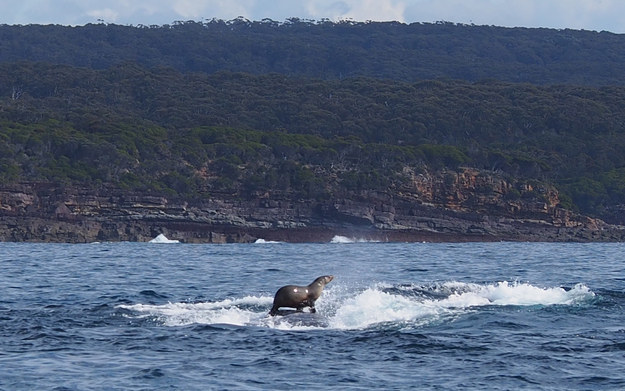 seal riding whale