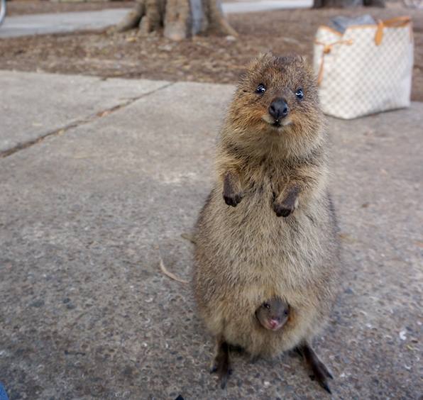 proud mama