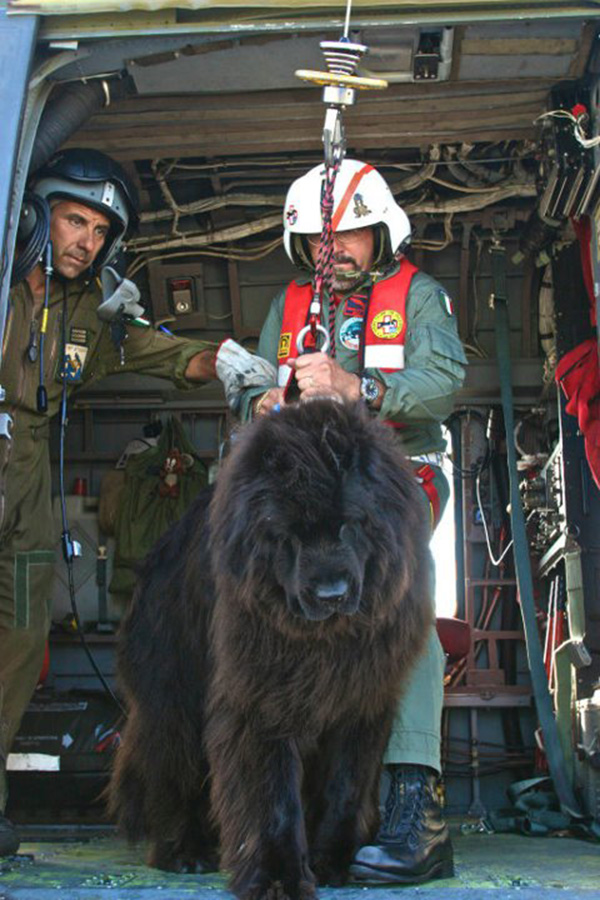 newfoundland coast guard dog Italy
