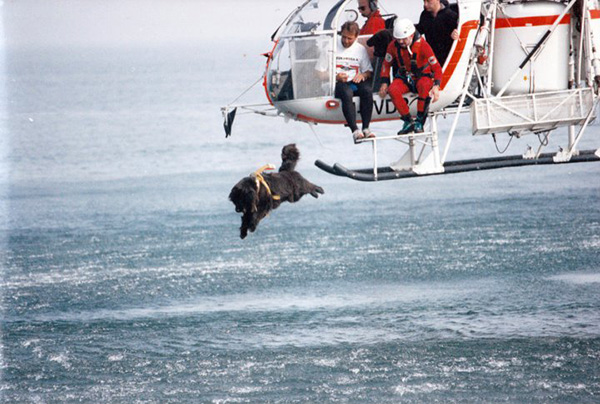 newfoundland coast guard dog Italy