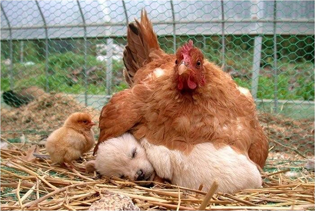 chicken laying on puppy